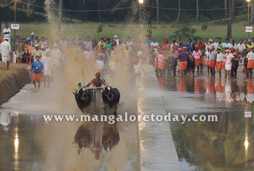 Arasu Kambala ..
